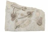 Fossil Crinoid Plate (Six Species) - Crawfordsville, Indiana #197529-1